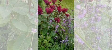 Лаванда саженцы купить в Санкт-Петербурге | Товары для дома и дачи | Авито