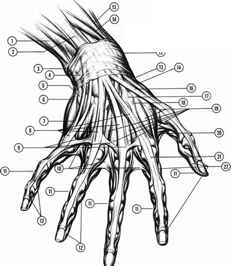 Digitus Annularis | Human anatomy drawing, Human anatomy art, How to draw hands