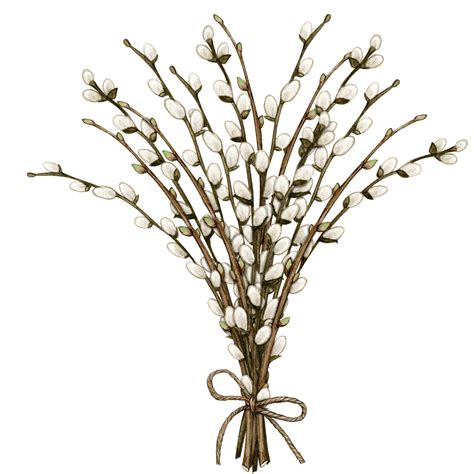 Watercolor Pussy Willow Decoration Png