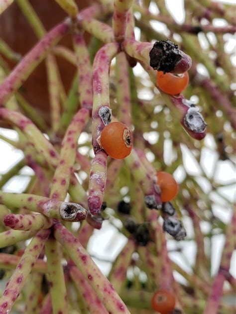 Rhipsalis Neves Armondii K Schum World Flora Pl NtNet Identify