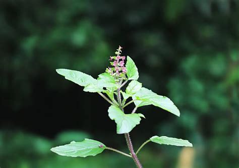 Basil Flowering What Happens To Basil After It Flowers