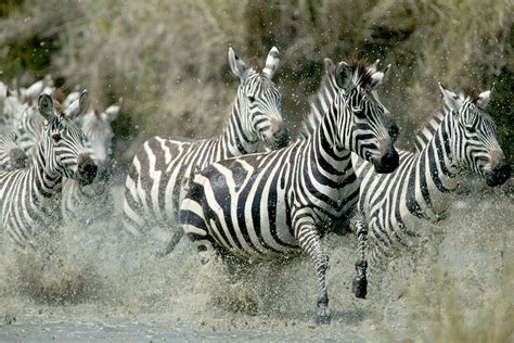 Migration-Zebra - Origins Safaris