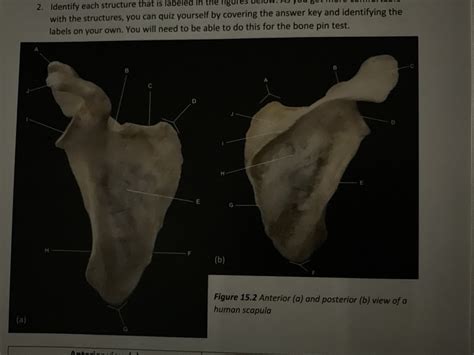 Appendicular Skeleton Scapula Diagram Quizlet