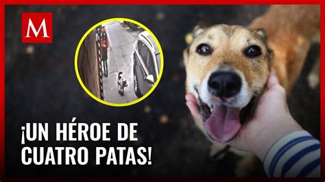 Perrito callejero salva a una niña de ser secuestrada YouTube