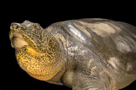 Yangtze Giant Softshell Turtle | RARE: Creatures of the Photo Ark ...