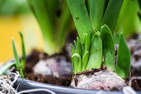 How To Propagate Tulips A Step By Step Guide