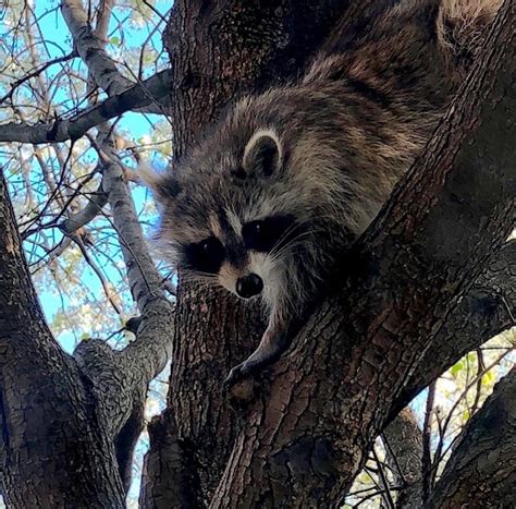 Can Raccoons Live In Trees In Your Yard Westchester Wildlife