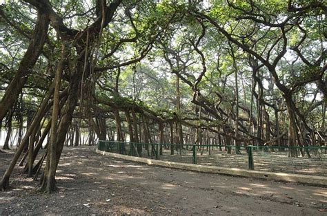 The Great Banyan Tree | Amusing Planet