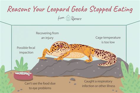 What to Do if Your Leopard Gecko Stops Eating