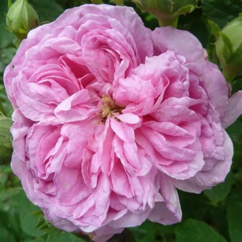 Rosa Historische Damaszener Rose Rose Mit Intensivem Duft