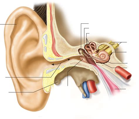 Otorhinolaryngology Structures Ear Diagram Quizlet