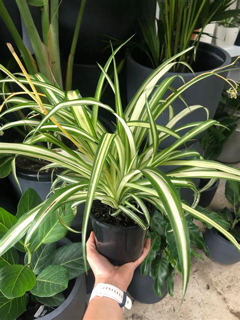 Chlorophytum Comosum Spider Plant Plant Culture