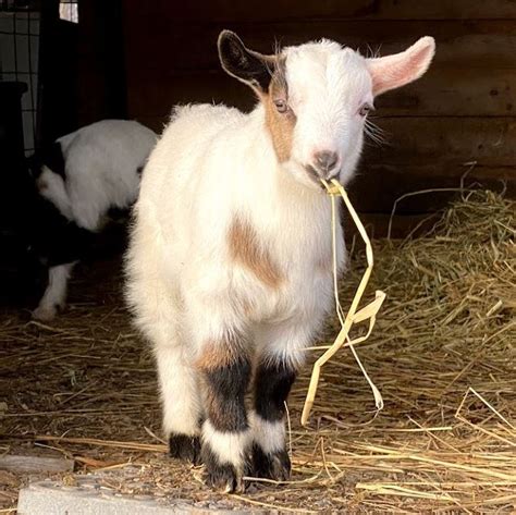 5 Reasons to Raise Fainting Goats (Myotonic Goats) – Dutch Hollow Acres