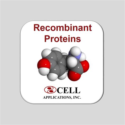 Mcp Ccl Monocyte Chemotactic Protein Human Cell Applications