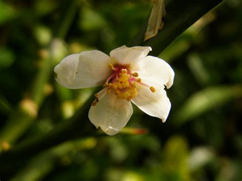 CITRUS TRIFOLIATA SYN PONCIRUS TRIFOLIATA 10 09 2008 15 4 Flickr