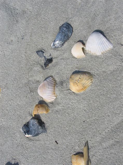 Myrtle Beach Shells Digitally Flickr