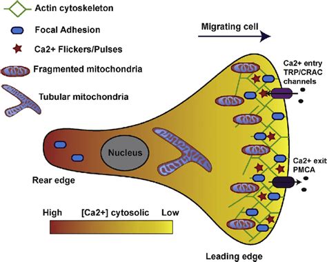 Schematic Representation Of Calcium Signalling In A Migrating Cell