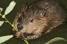 Beaver Symbolism | Beaver Meaning | Spirit Animals