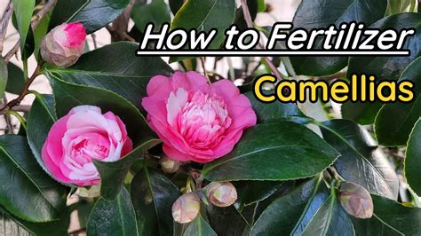 How To Fertilizer Camellias For More Flowers During Blooming Season