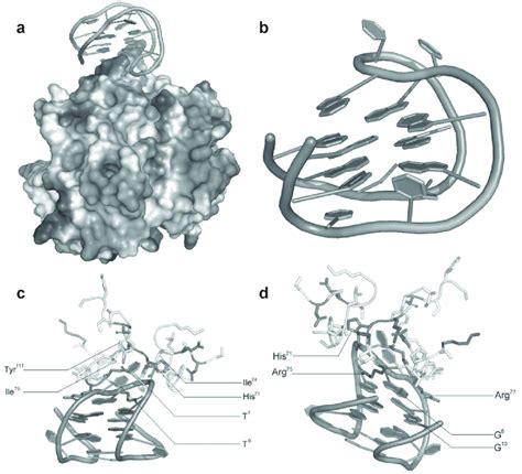 Three Dimensional Crystal Complex Of Thrombin Binding Aptamer Tba