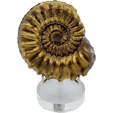 Jurassic Pyritized Ammonite Fossil Display Specimen Ammonite Fossil