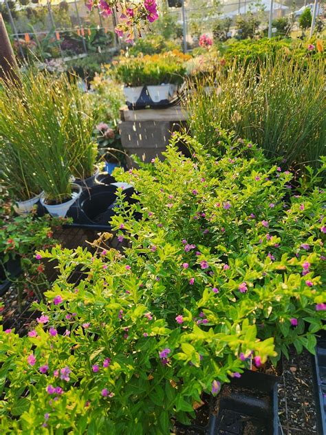 Ameriscape Lawn Landscape & Garden Center | Garden Essentials in