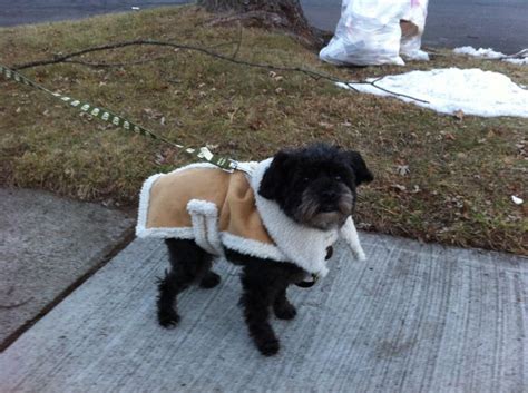 Arnold | Dogs, Animals, Adorable