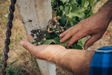 70 Rotten Hanging Vines Stock Photos Pictures And Royalty Free Images