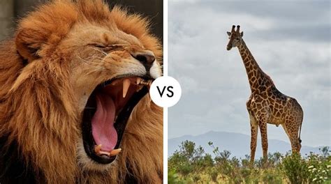 Lion vs Giraffe: Who Would Come Out on Top? - Hypothetical Animal Battles