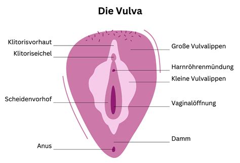 Klitorale Stimulation Der Beste Leitfaden Zum Klitoralen Orgasmus