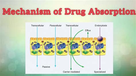 Mechanism Of Drug Absorption Youtube