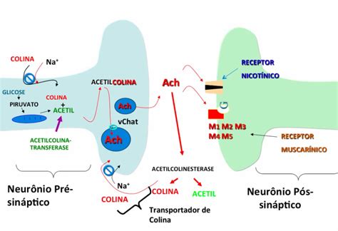 Mapa Mental Receptores Muscarinicos Farmacologia I Images And Photos