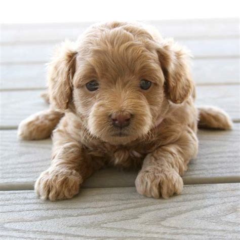 Teacup Goldendoodles - Goldendoodle, Cavapoo, Labradoodle, Puppies for ...