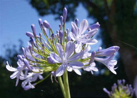 Agapanthe Culture Floraison Et Entretien