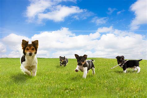 Best Dogs Running In Field Stock Photos Pictures And Royalty Free Images