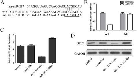 Mir 217 Posttranscriptional Reduces Gpc5 Expression By Directly Download Scientific Diagram