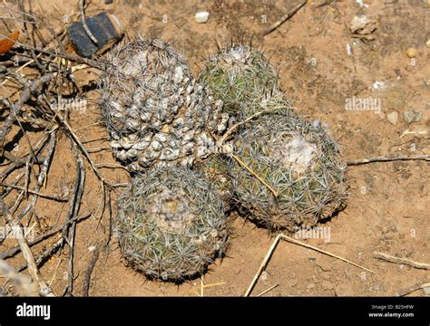 Mexican Cactus Mammillaria Sp Sierra Madre Oaxaca State Mexico