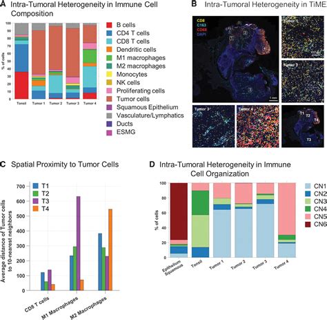 Mapping The Spatial Proteome Of Head And Neck Tumors Key Immune