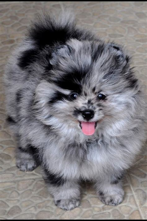 Merle Pomeranian Puppies For Sale - Pets Lovers