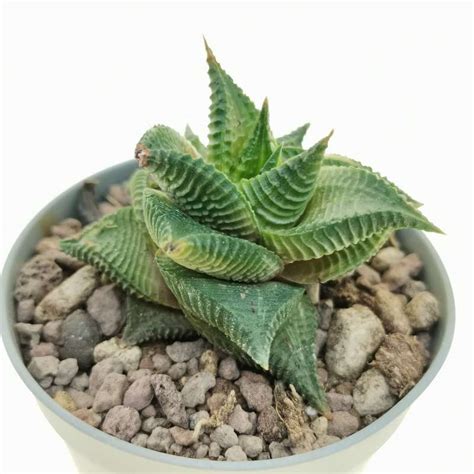 Haworthia Limifolia F Spiralis Variegata Cm Aloaceae Giromagi