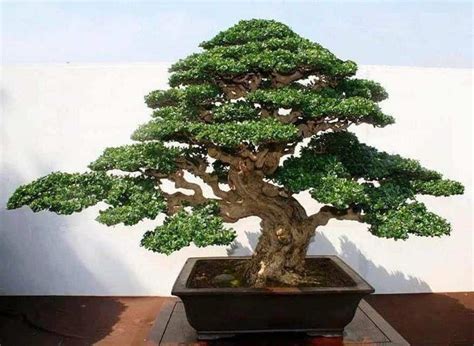 Fukien Tea Bonsai Losing Leaves Explained