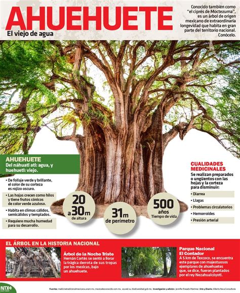 Conocido Como El Ciprés De Moctezuma El Ahuehuete Es Un árbol De