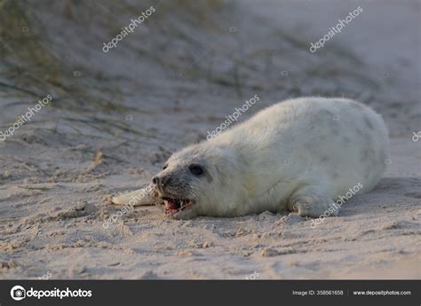 Gray Seal Halichoerus Grypus Pup Natural Habitat Helgoland Germany ...