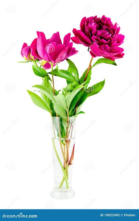 Pink Peony In Vase Stock Image Image Of Leaves Flowering 10022495