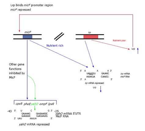 Discovery And Characterization Of The First Non Coding Rna That