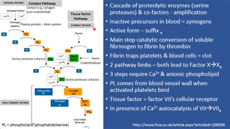 Ischaemia Coagulation Cascades Fibrinolysis Flashcards Quizlet