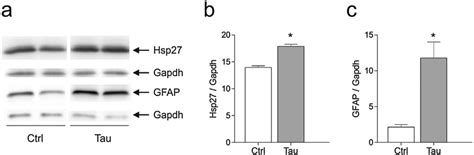 Aggregated Tau Protein Induces Hsp27 Expression In Astroglial Cells In