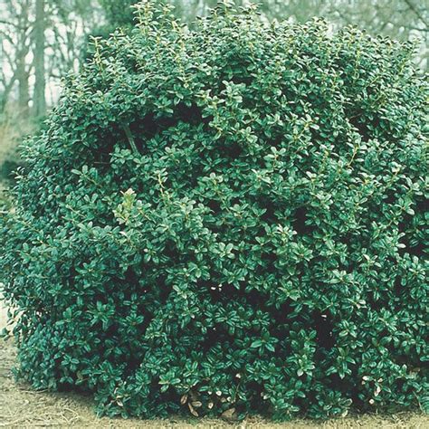 Dwarf Burford Holly 'Dwarf Burford' (Ilex cornuta) | My Garden Life ...