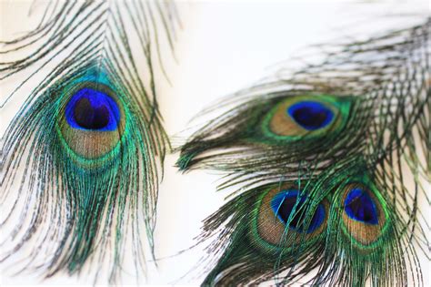 Peacock Feather Wallpaper Uk Wallpapers Of Peacock Feathers Hd 2016 Bodenewasurk