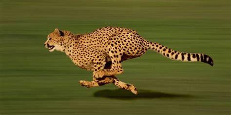 US-Studie über Raubkatze: Der Gepard ist ganz Ohr - taz.de